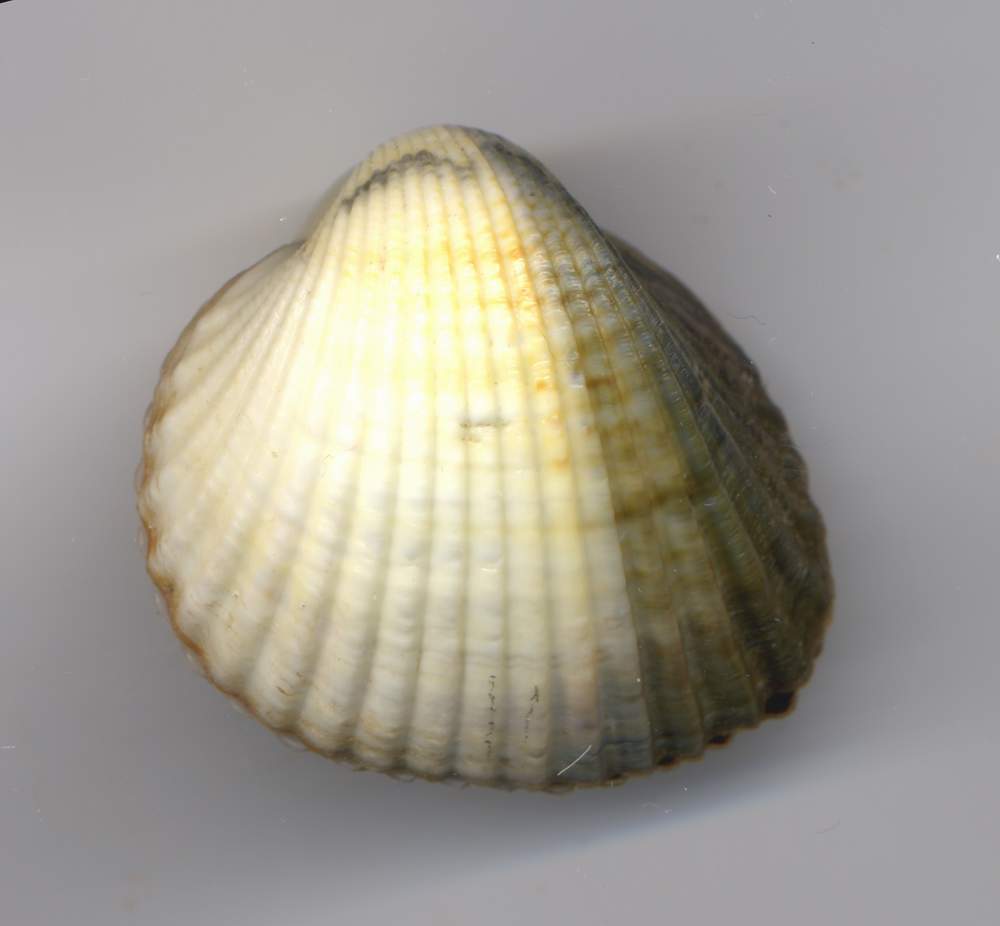 Cerastoderma edule e Cerastoderma glaucum